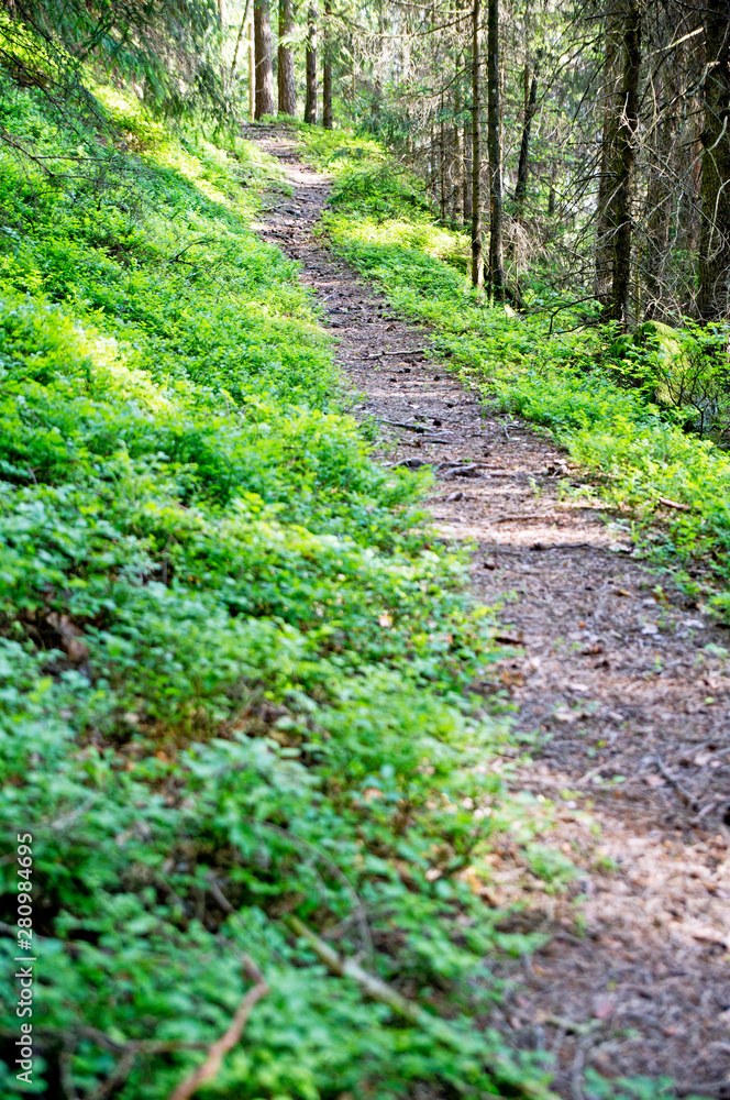 der Weg im Wald der Weg im Wald