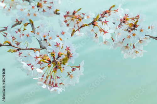 Beautiful cherry blossom or sakura in spring time
