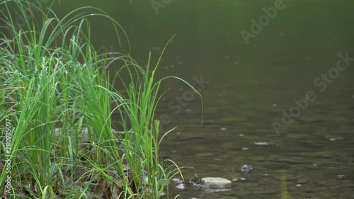 green grass after rain