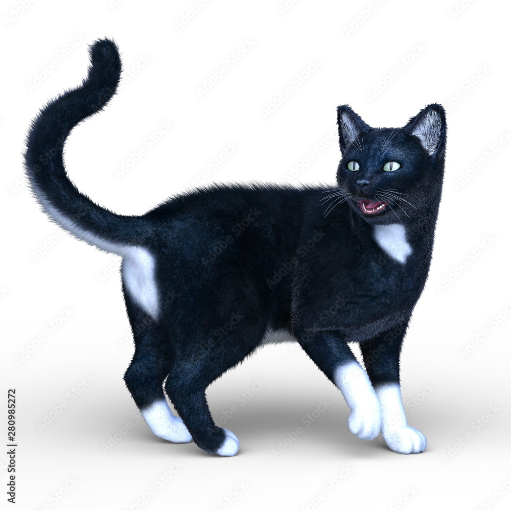猫 猫