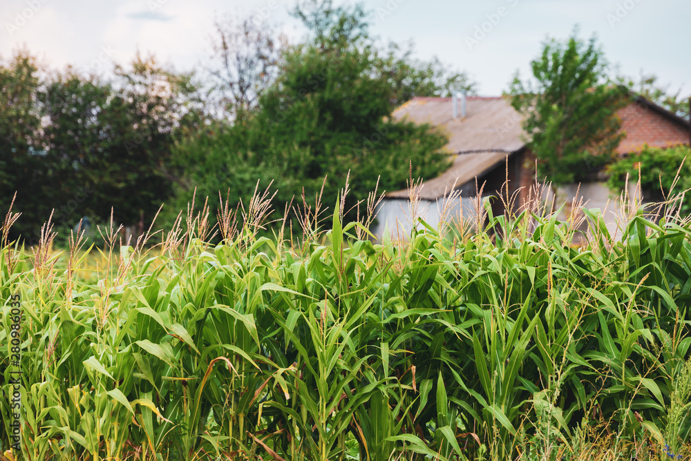 Beautiful landscape of a country farm surrounded by corn Beautiful landscape of a country farm surrounded by corn