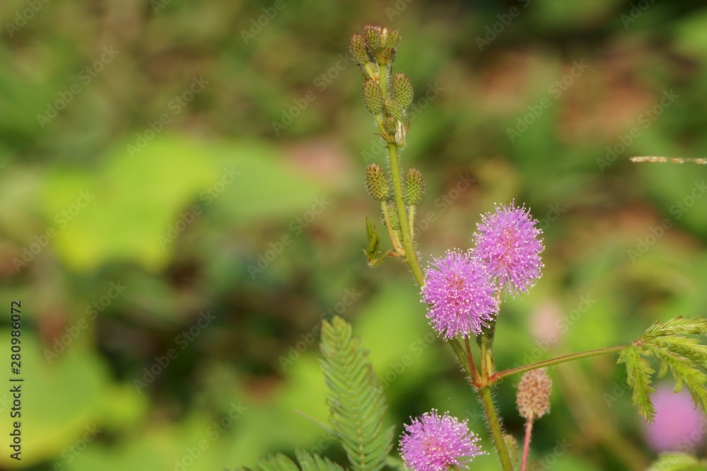 Pink mimosa pudica flowers and buds in morning sunlight. Sensitive plant Pink mimosa pudica flowers and buds in morning sunlight. Sensitive plant