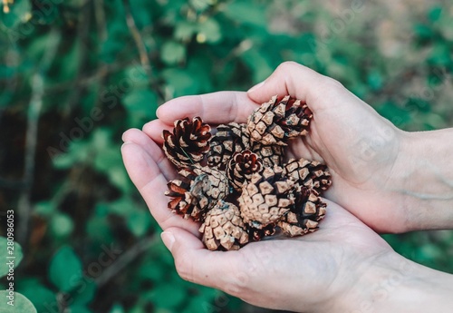 A bunch of pine cones in females hands close up. Blurred background.