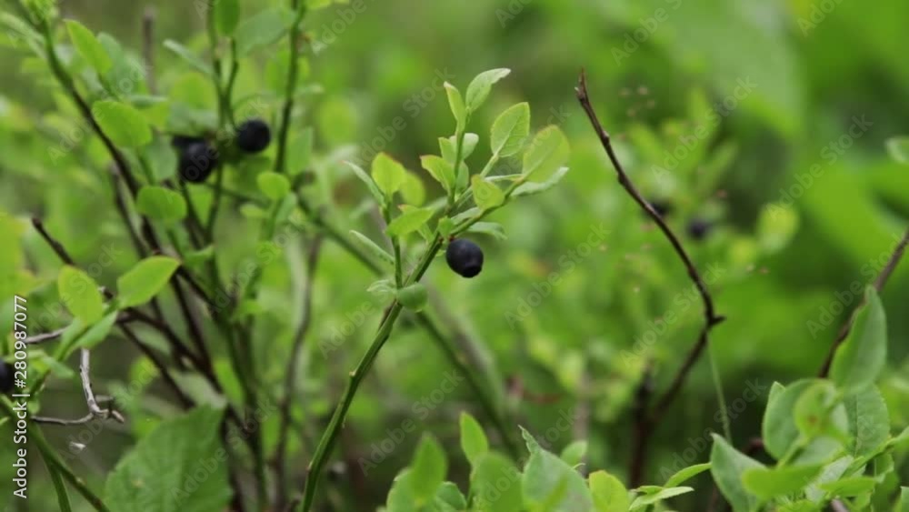 Close up of a small bush with blueberries gently blowing in the wind in a Swedish forest. With shallow depth of field. Close up of a small bush with blueberries gently blowing in the wind in a Swedish forest. With shallow depth of field.
