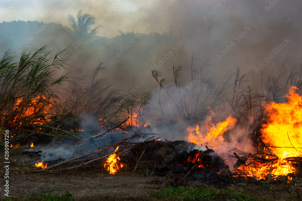 Fototapeta premium Wildfire while drought close-up flame. Smoke and air Pollution from agricultural burning farm fields.