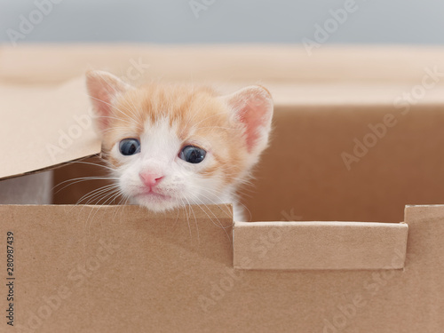Cute ginger tabby cat in cardboard box, lovely kitten, studio shot.