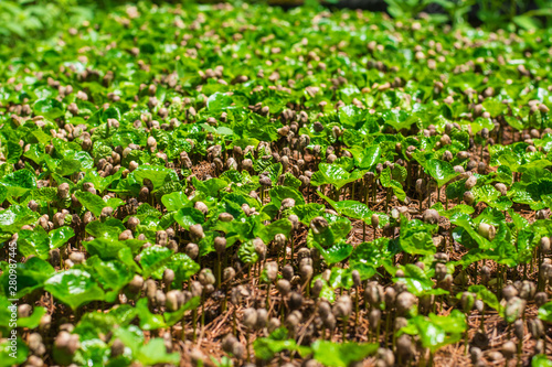 Arabica coffee seedlings In the nursery