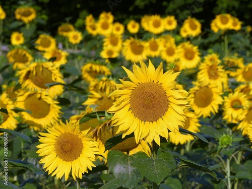 Beautiful farmland sunflowers in summer sun