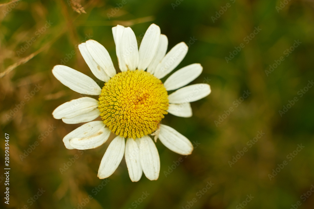 summer nature wildflowers in the meadow are pollinated by insects bumblebees