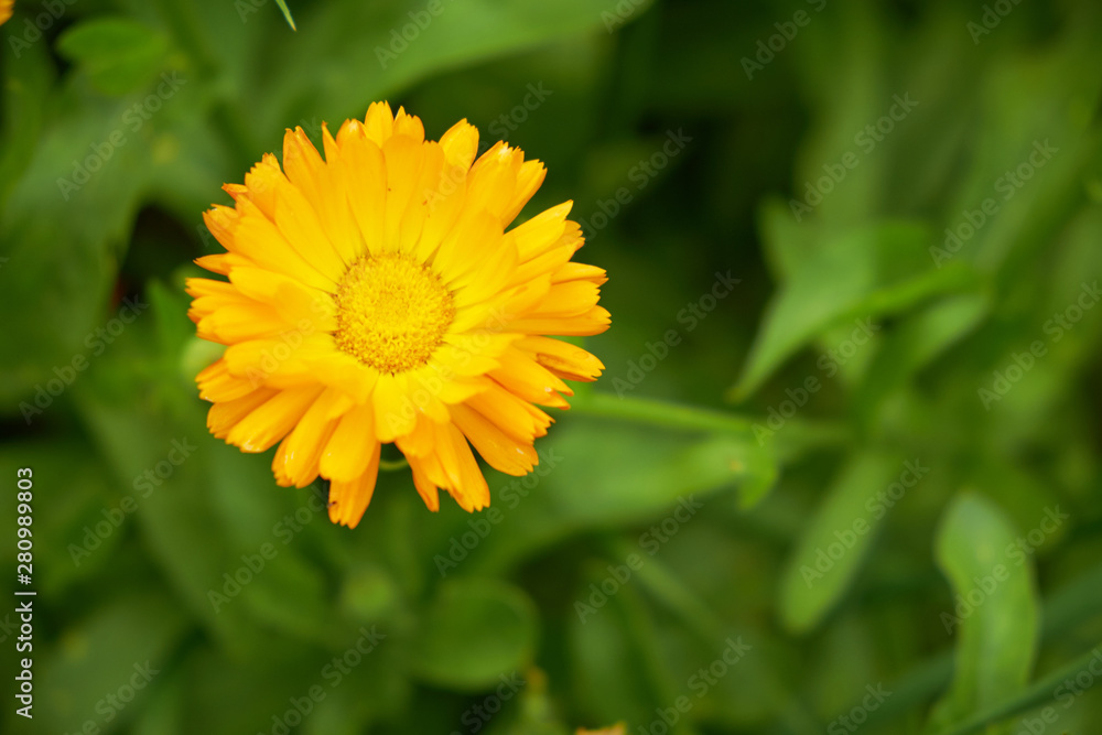 summer nature wildflowers in the meadow are pollinated by insects bumblebees summer nature wildflowers in the meadow are pollinated by insects bumblebees
