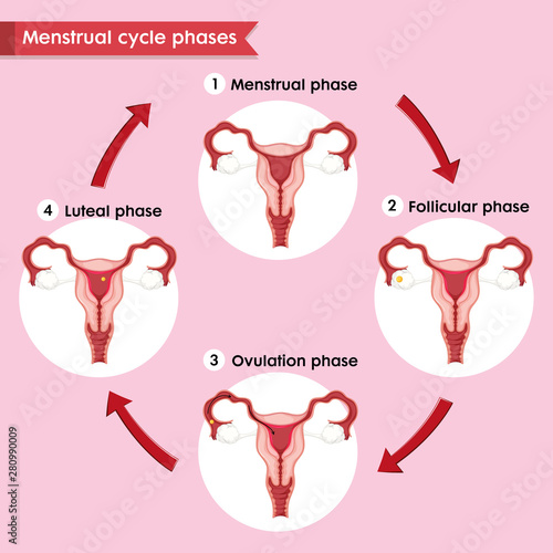 Scientific medical illustration of menstral cycle process