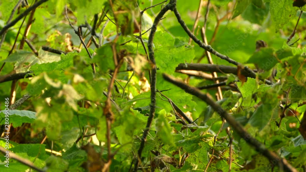 Sparrow bird taking off and landing out of focus on branch located further away Sparrow bird taking off and landing out of focus on branch located further away