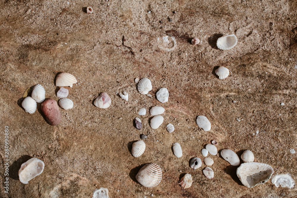 Sea shells on sandy beach. Summer background. Top view,Pile of seashells on a red sand of sea shores lying in disorder Sea shells on sandy beach. Summer background. Top view,Pile of seashells on a red sand of sea shores lying in disorder