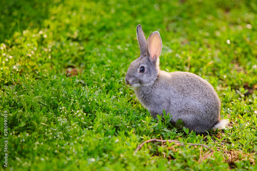 Fototapeta premium Cute grey Bunny sitting in the grass