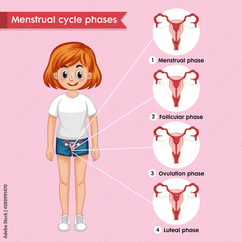 Scientific medical illustration of menstrual cycle Scientific medical illustration of menstrual cycle