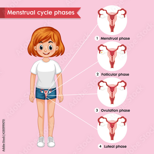 Scientific medical illustration of menstrual cycle