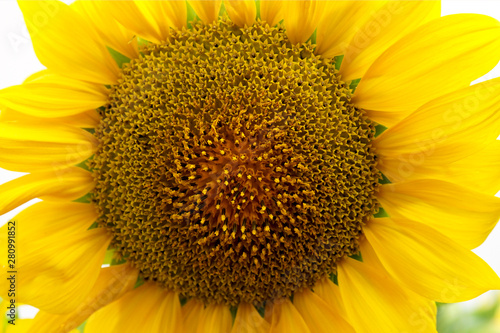 Nahaufnahme einer gelben Sonnenblume im Sonnenschein