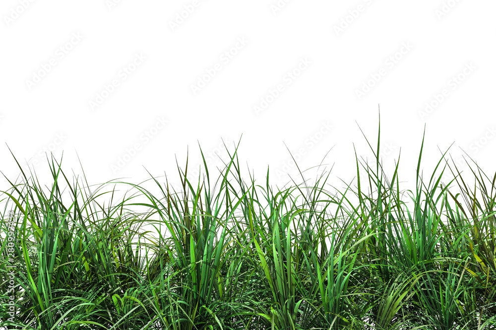 Fototapeta premium Green fresh grass naturally on isolated white background, 3d rendering