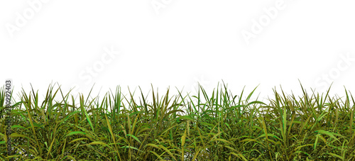 Green fresh grass naturally on isolated white background, 3d rendering