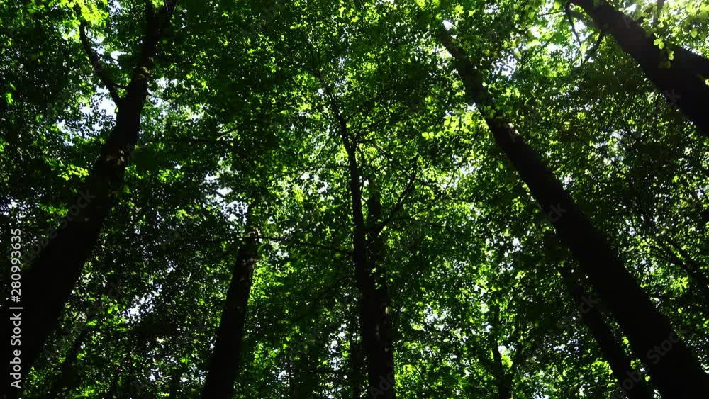 Shooting in the summer forest. Shooting in the summer forest.
