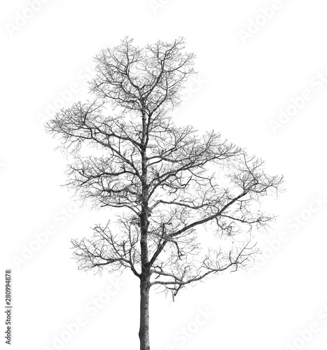 Dead and dry tree is isolated on white background
