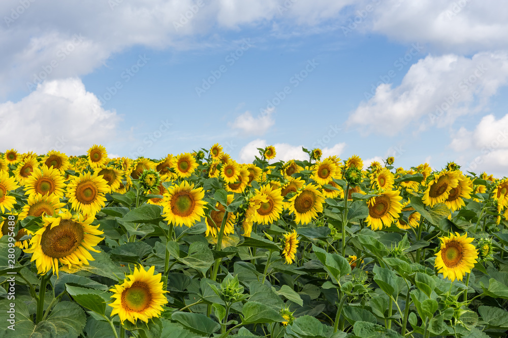 Fototapeta premium Blooming sunflowers on field against of sky with clouds