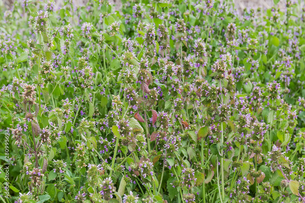 Fototapeta premium Background of the thickets of flowering white dead-nettle