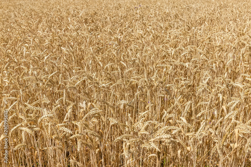 Background of fragment of the ripe wheat field