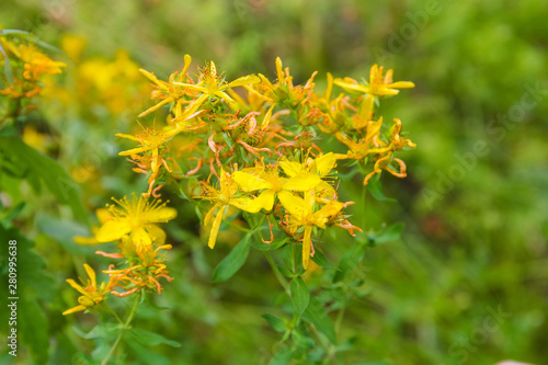 Flowering St John's wort close-up in selective focus