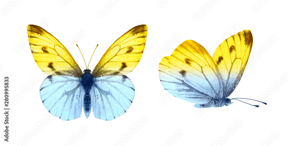 Set - two beautiful butterflies isolated on white. Butterfly with spread wings and in flight, color transition from blue to yellow. Set - two beautiful butterflies isolated on white. Butterfly with spread wings and in flight, color transition from blue to yellow.