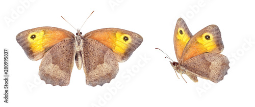 Set - two beautiful butterflies isolated on white. Butterfly Maniola jurtina with spread wings and in flight, color transition from brown to yellow orange.