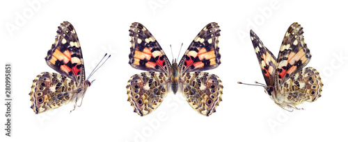 Set - three butterfly spotted multicolored in brown and red tones, Painted Lady, Vanessa Kershawi, isolated on white, wingspan, in flight. photo