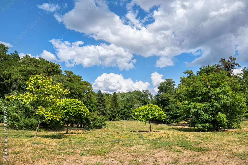 Fototapeta premium Woodland Park Meadow On A Sunny Day