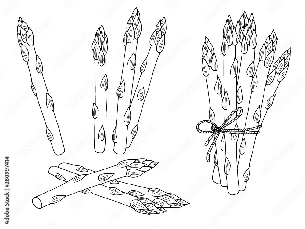 Naklejka premium Asparagus graphic black white isolated sketch set illustration vector