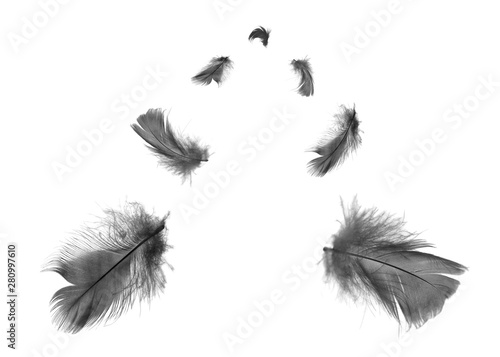 Beautiful black feathers floating in air isolated on white background © nadtytok28
