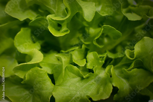 green leaf salad background