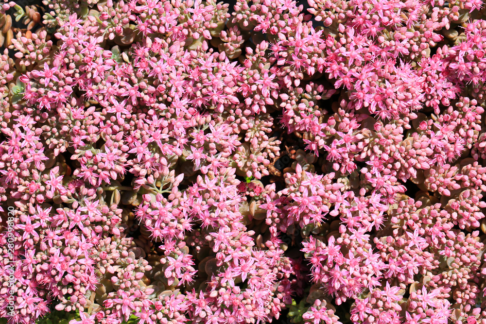 Beautiful blooming houseleek in July, Sempervivum