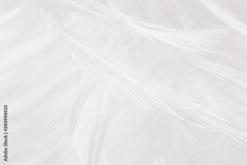 Beautiful white feather pattern texture background Beautiful white feather pattern texture background