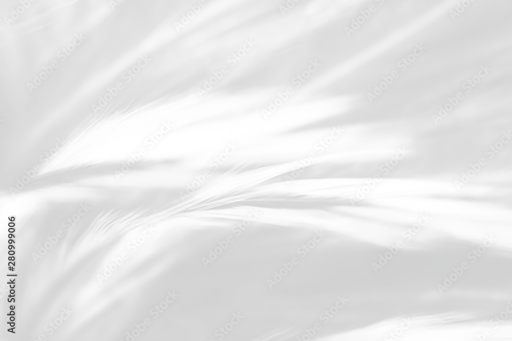 Obraz premium Beautiful white feather pattern texture background