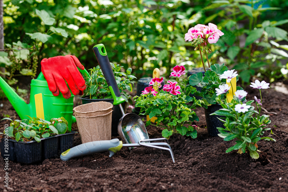 Gardening Tools and Plants on Soil Background. Spring Garden Works Concept Gardening Tools and Plants on Soil Background. Spring Garden Works Concept