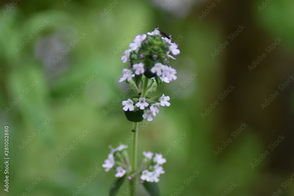 Blühender Zitronen-Thymian (Thymus citriodorus)