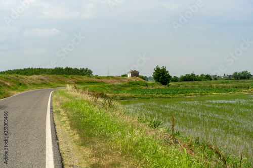 Rice fields along the Po river