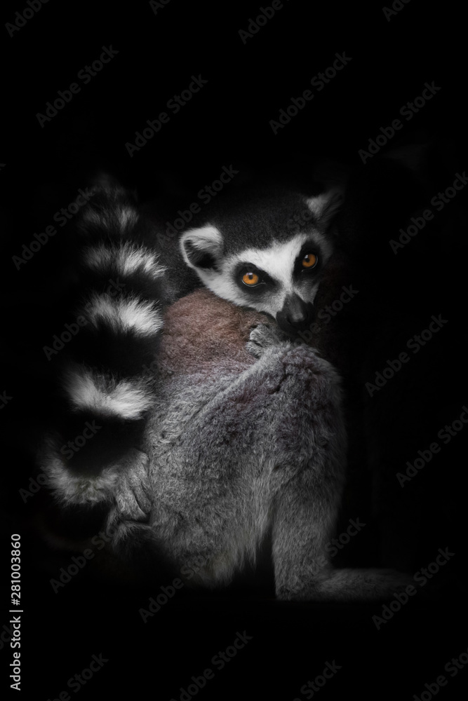cat lemur with striped tail isolated on black background, night bright glowing eyes the animal awoke and looks restlessly cat lemur with striped tail isolated on black background, night bright glowing eyes the animal awoke and looks restlessly