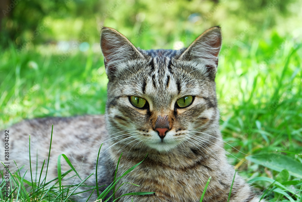Portrait of a young gray cat on a green meadow.