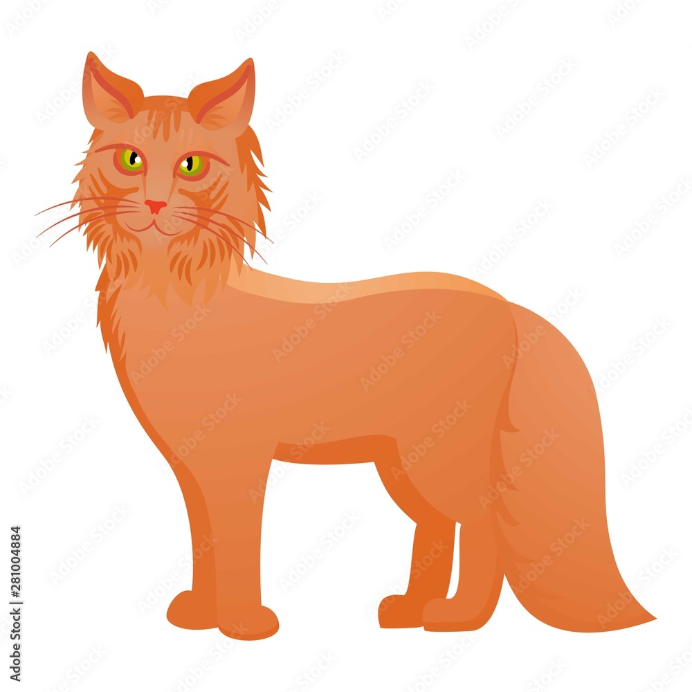 Red maine coon icon. Cartoon of red maine coon vector icon for web design isolated on white background Red maine coon icon. Cartoon of red maine coon vector icon for web design isolated on white background