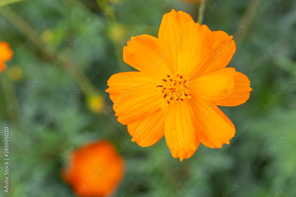 Outdoor spring blooming yellow orange yellow autumn flowers,Cosmos sulphureus Cav. Outdoor spring blooming yellow orange yellow autumn flowers,Cosmos sulphureus Cav.