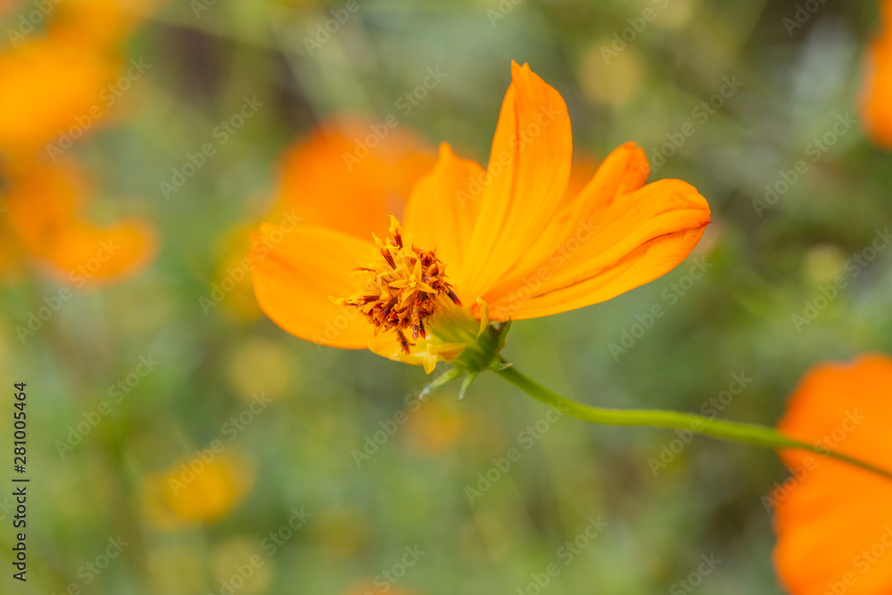 Outdoor spring blooming yellow orange yellow autumn flowers,Cosmos sulphureus Cav. Outdoor spring blooming yellow orange yellow autumn flowers,Cosmos sulphureus Cav.