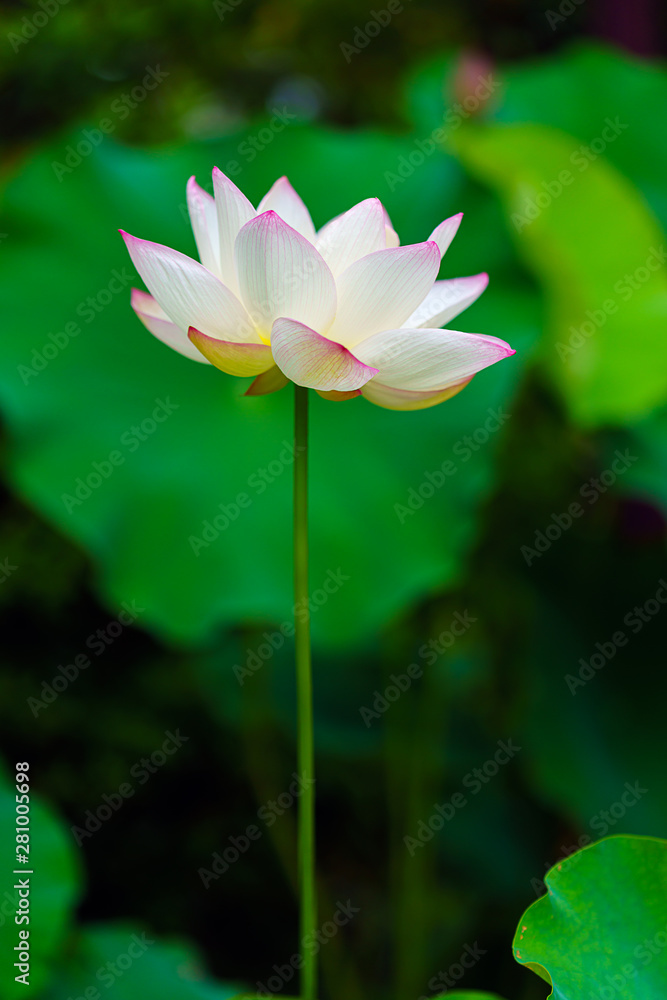 蓮の花 蓮の花