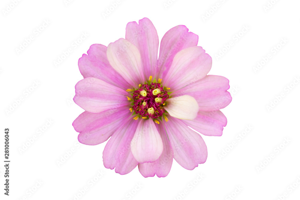 Zinnia flower close up isolated on white background Zinnia flower close up isolated on white background