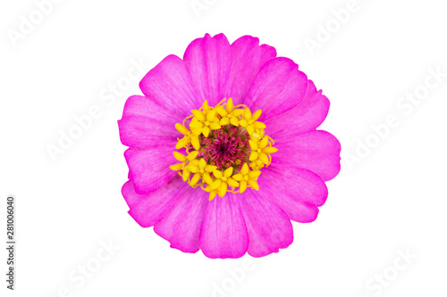 Zinnia flower close up isolated on white background